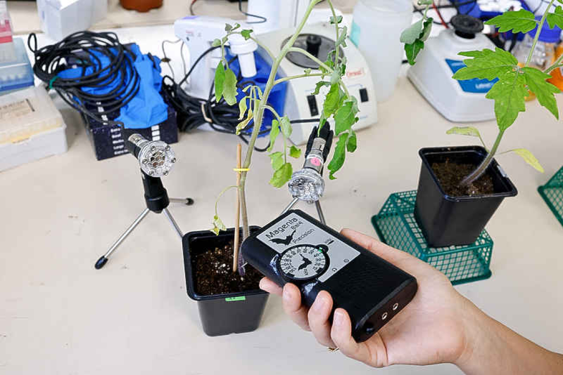 Research finds that when  plants talk, insects listen